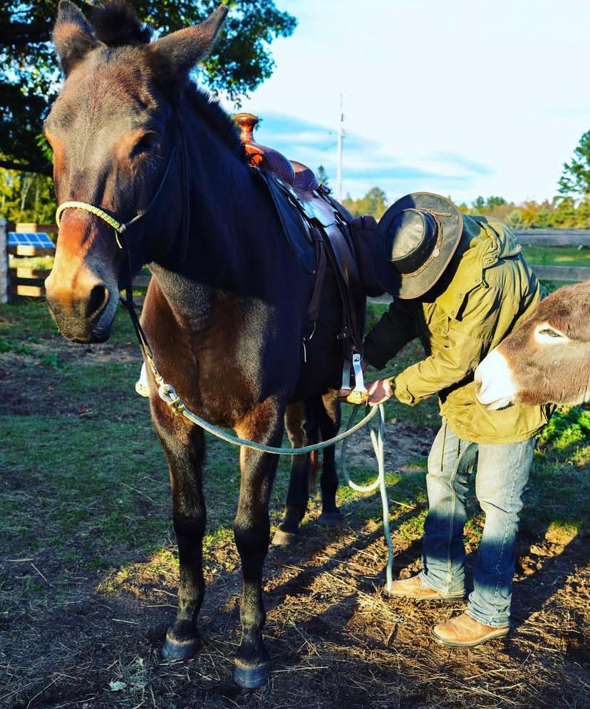 charley fan and horse